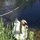 Schwanennest mit Eiern 23-05-2014 _4_.JPG