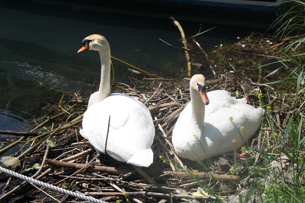 Schwanennest mit Eiern 23-05-2014 _7_.JPG