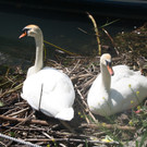 Schwanennest mit Eiern 23-05-2014 _7_.JPG