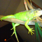 DSC00090_JPG-1271611491