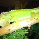 DSC00081_JPG-1271611748