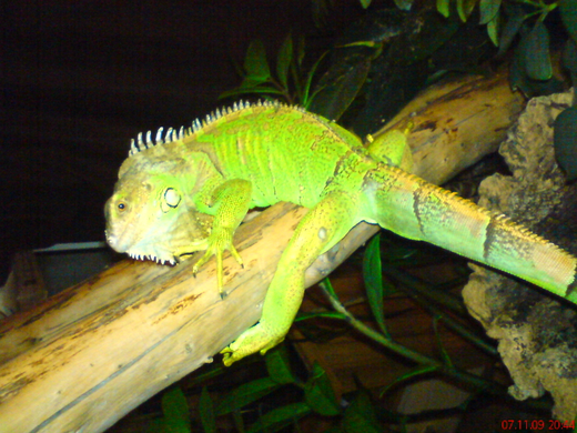 DSC00079_JPG-1271611739