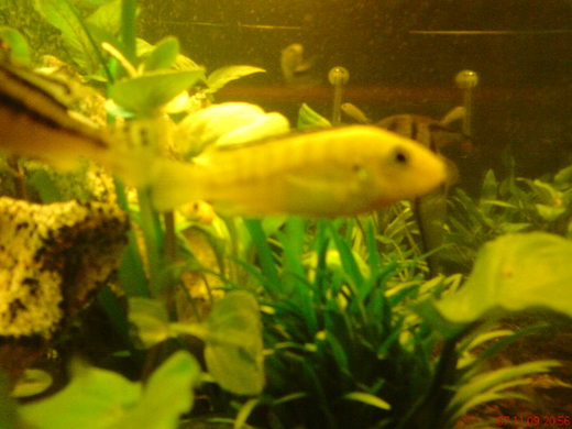DSC00097_JPG-1271613530