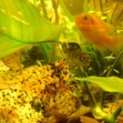 DSC00098_JPG-1271613536