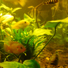 DSC00100_JPG-1271613549