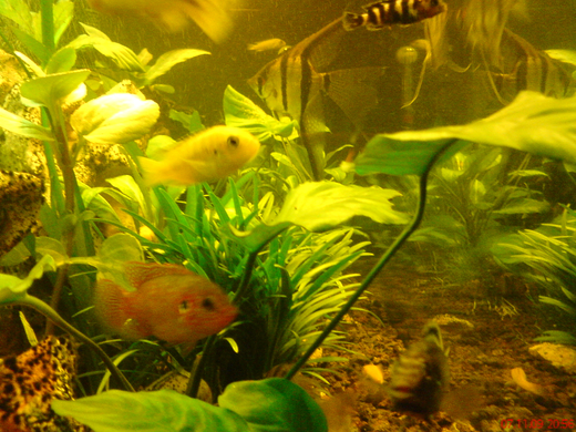 DSC00100_JPG-1271613549