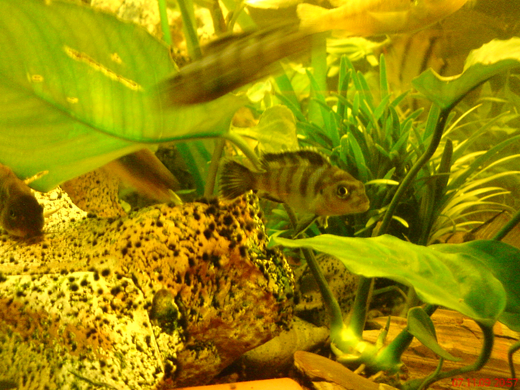 DSC00101_JPG-1271613556