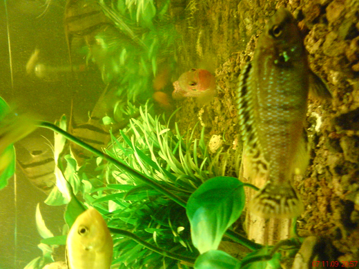 DSC00102_JPG-1271613562