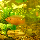DSC00108_JPG-1271613581