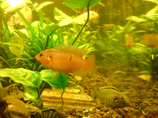 DSC00108_JPG-1271613581