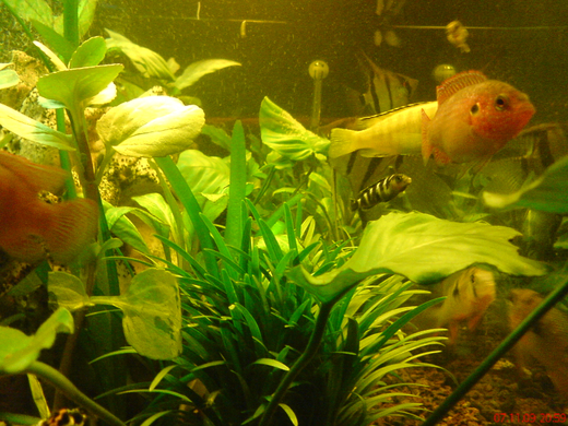 DSC00110_JPG-1271613587