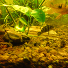 DSC00111_JPG-1271613594