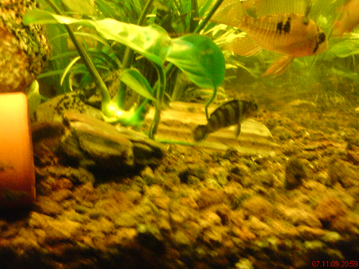 DSC00111_JPG-1271613594