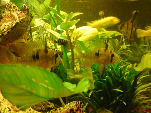 DSC00117_JPG-1271613613