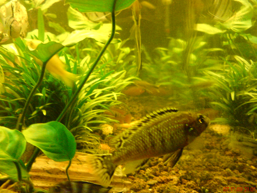 DSC00119_JPG-1271613619