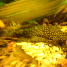 DSC00154_JPG-1271613642