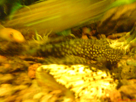 DSC00154_JPG-1271613642