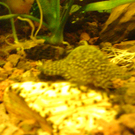 DSC00155_JPG-1271613649