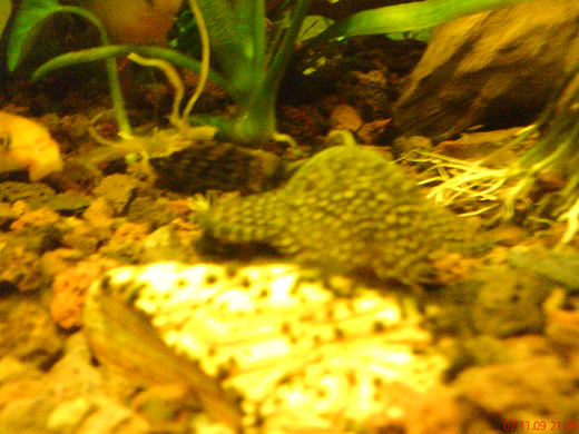 DSC00155_JPG-1271613649