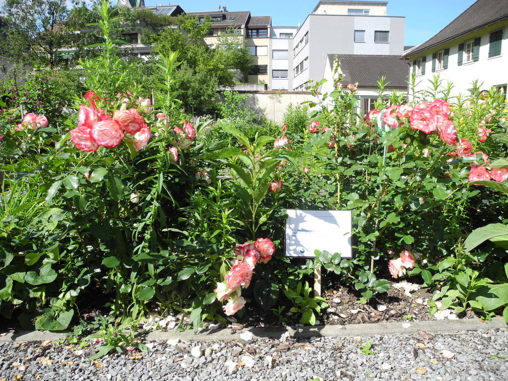 DSCN8727.JPG