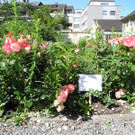 DSCN8727.JPG