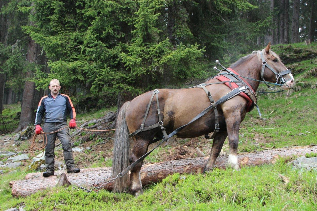 Holz1.jpg