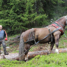Holzrücken 