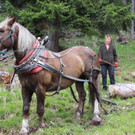 Holz3.jpg