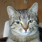 Katze Mia