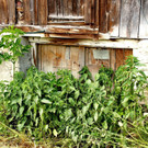 DSC07266.JPG