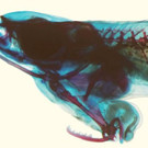 phallostethus-cuulong-c-by-lx-tran.jpg