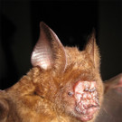 blattnasenfledermaus-c-by-vu-dinh-thong.jpg