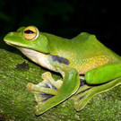 helens-fliegender-frosch-c-by-jodi-j-l-rowley-australian-museum.jpg