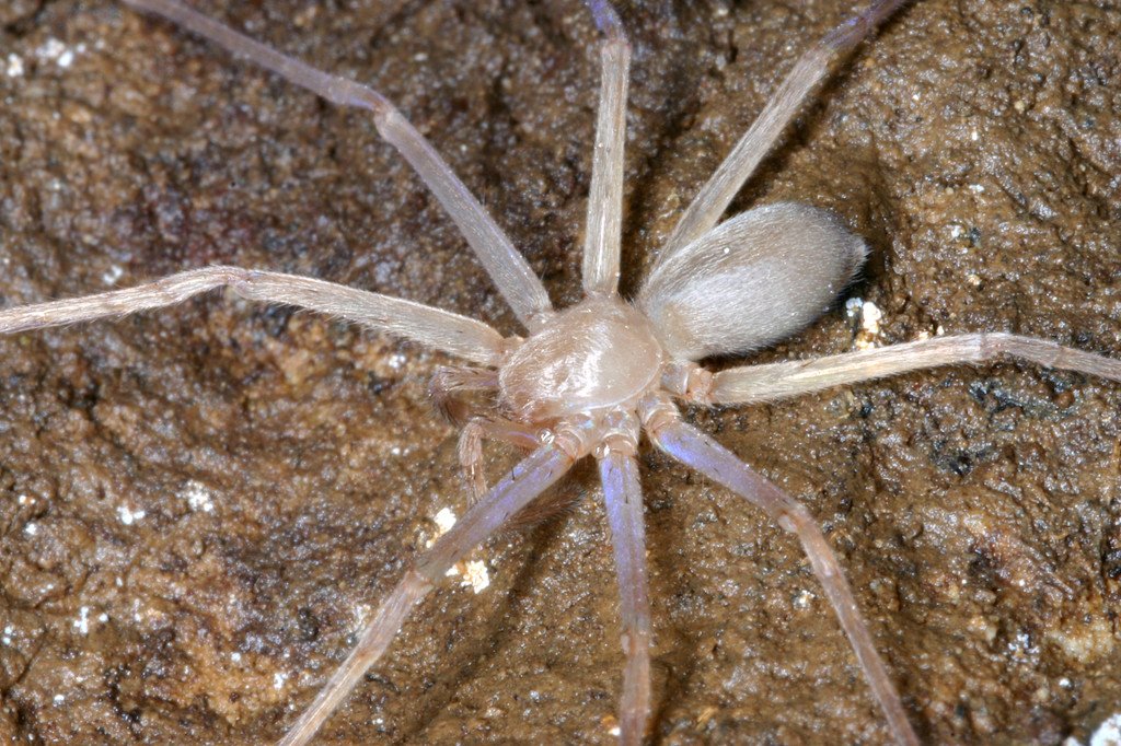 augenlose-riesenkrabbenspinne-c-by-peter-jaeger.jpg