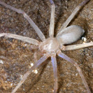 augenlose-riesenkrabbenspinne-c-by-peter-jaeger.jpg