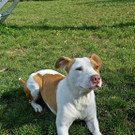 Diegolein: Braver Rüde sucht Daheim bei lieben Menschen