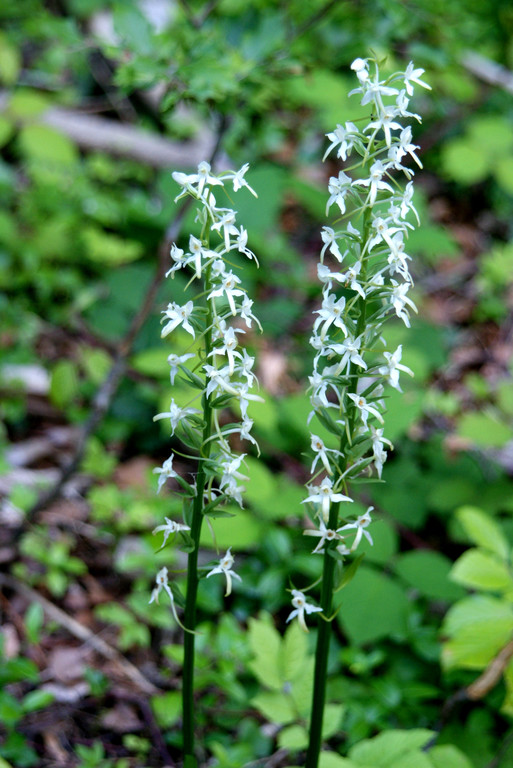 37 Duftende Orchideen bev__lkern den Wald zur Burg.JPG
