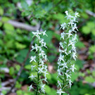 37 Duftende Orchideen bev__lkern den Wald zur Burg.JPG