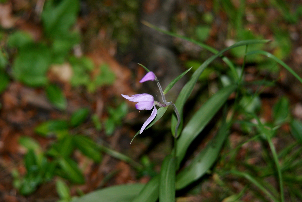 38 Das rote Waldv__gelein_ eine Orchidee.JPG