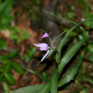 38 Das rote Waldv__gelein_ eine Orchidee.JPG
