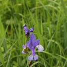 IMG_6125.JPG