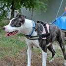 Jenna: Freundliche Hündin liebt Menschen und sucht Zuhause