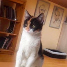 Letty: Verspielte Jungkatze hätte so gern ein schönes Daheim