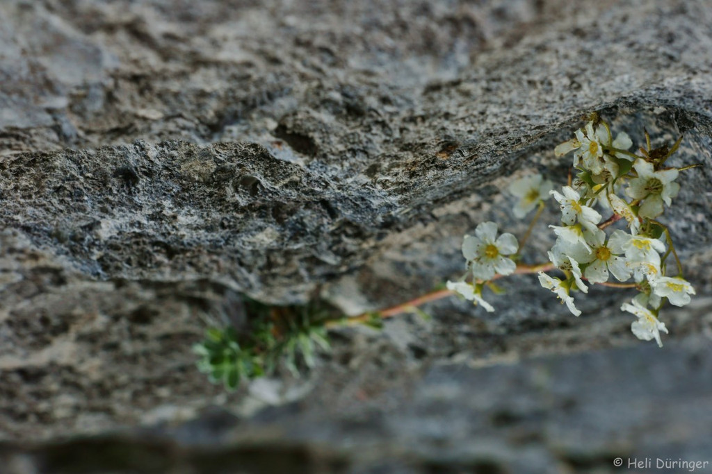 DSC05734 _Medium_.JPG