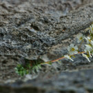 DSC05734 _Medium_.JPG