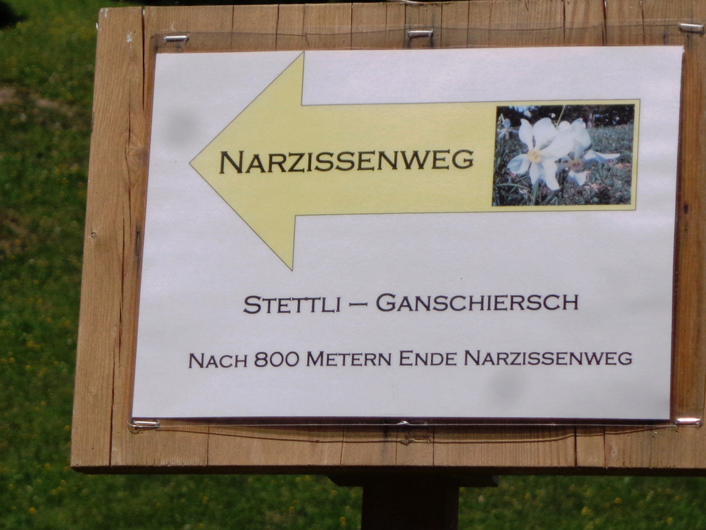 Narzissenbl__te Seewis - 24_5_2014 002.JPG