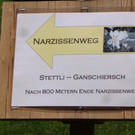 Narzissenblüte Seewis