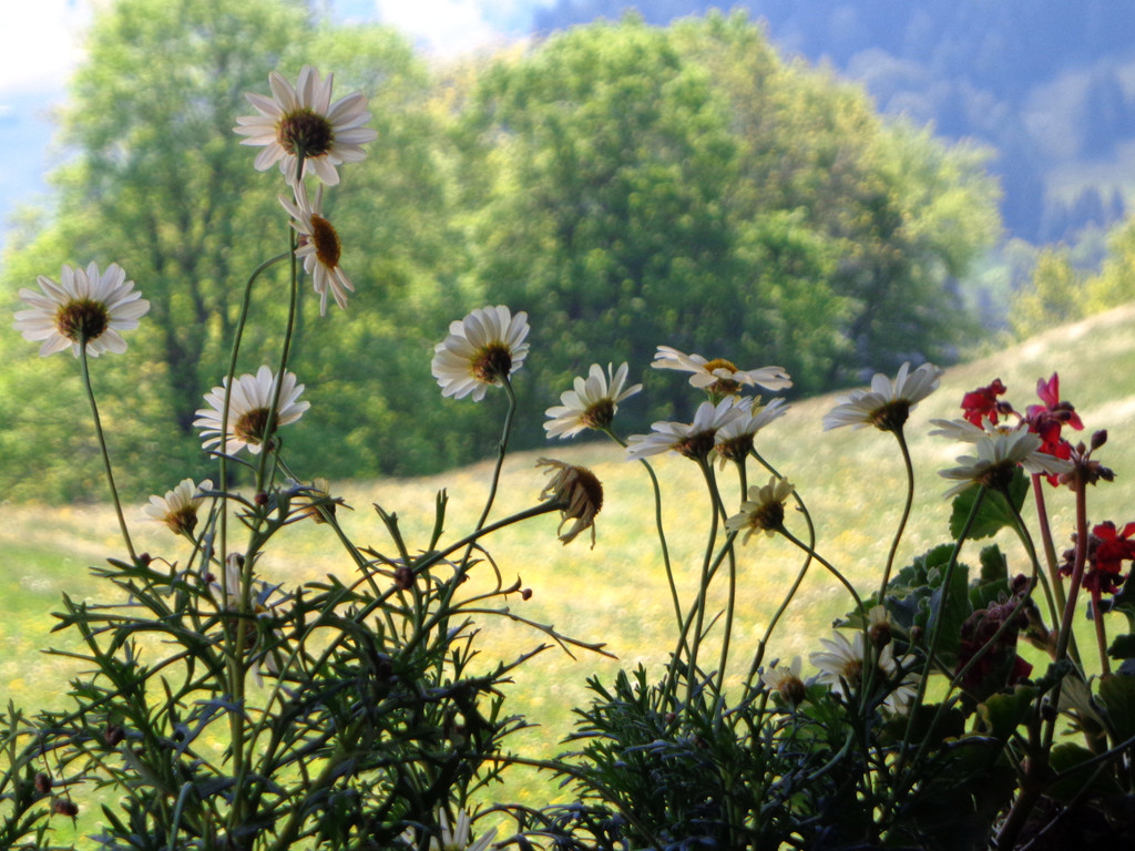Narzissenbl__te Seewis - 24_5_2014 038.JPG