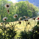 Narzissenbl__te Seewis - 24_5_2014 038.JPG