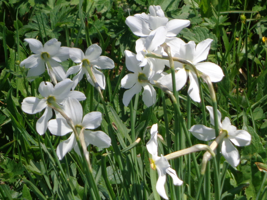 Narzissenbl__te Seewis - 24_5_2014 056.JPG